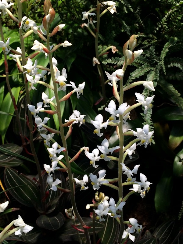 Spike of white flowers