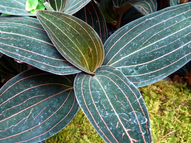 Dark green leaves with pinkish veins.
