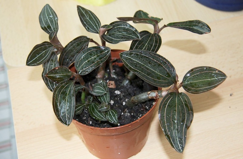 Potted orchid with colorful leaves.