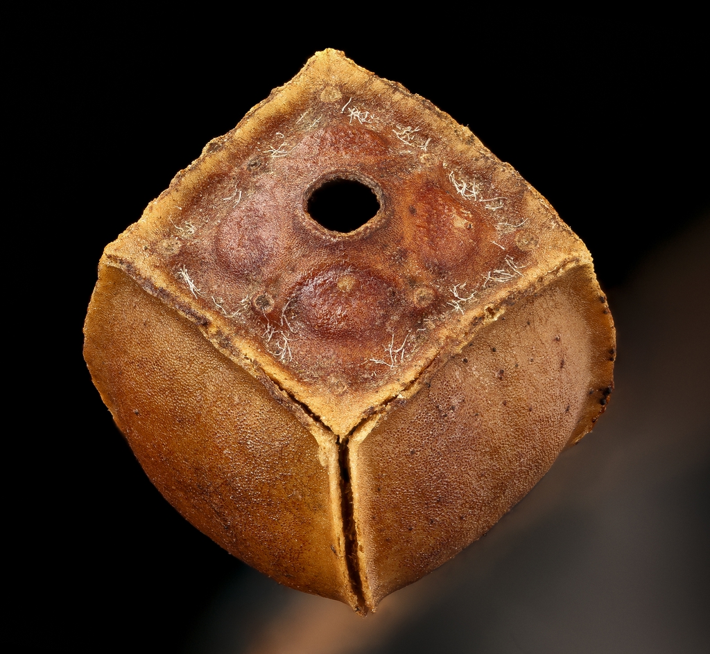 Seedpod