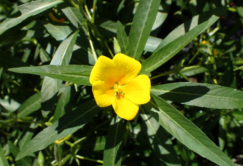 Flower and lanceolate leaves