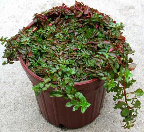 Ludwigia habit