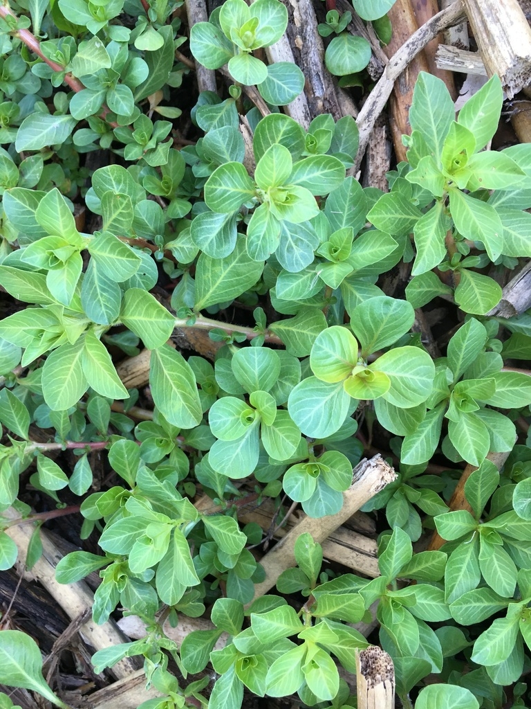 Leaves in a rosette