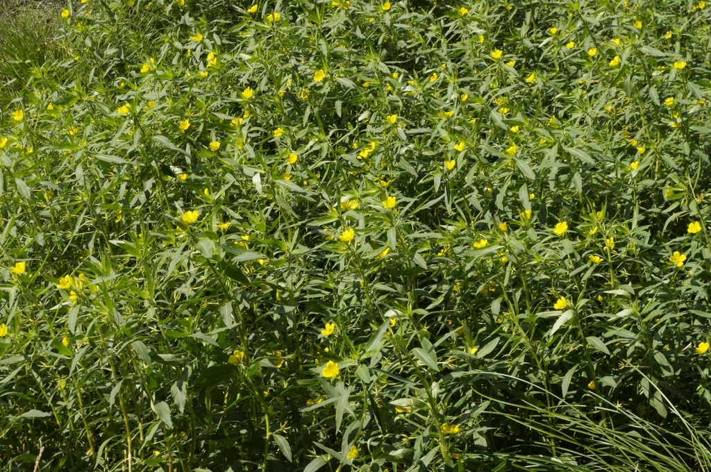 Form in flower