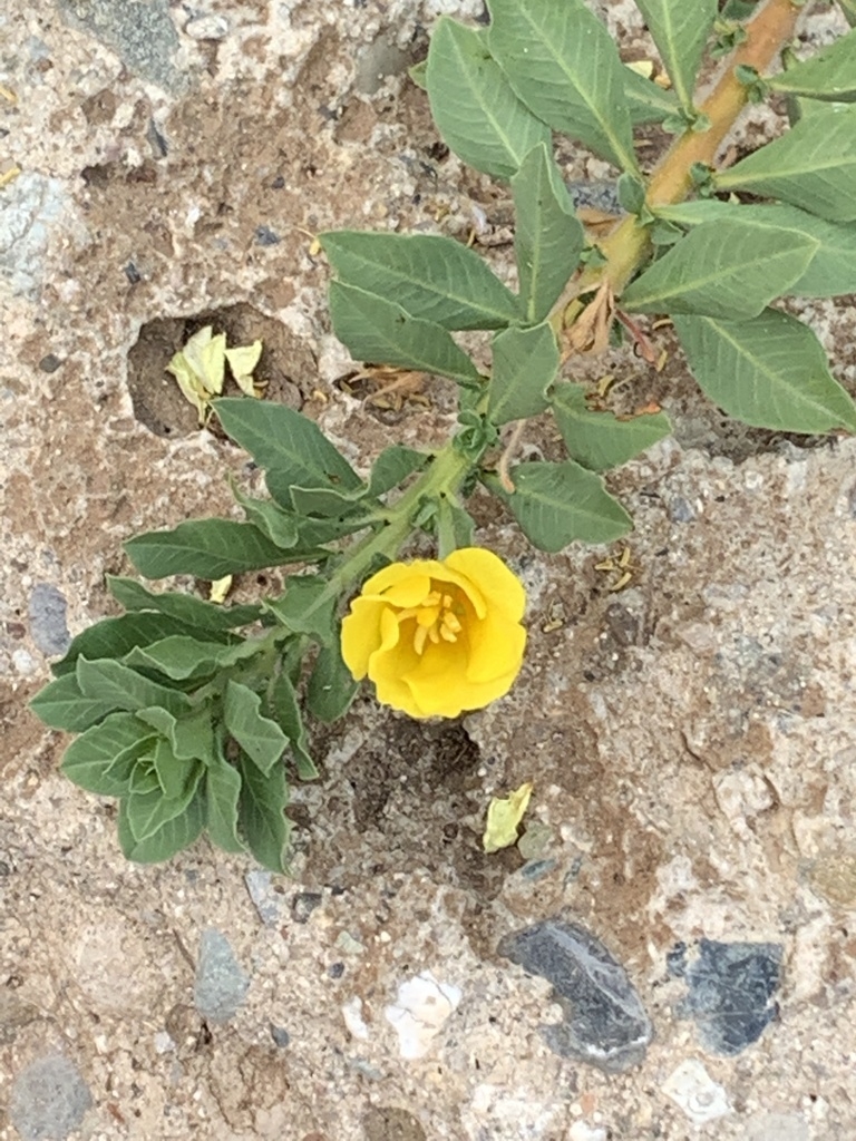 Stem and leaves