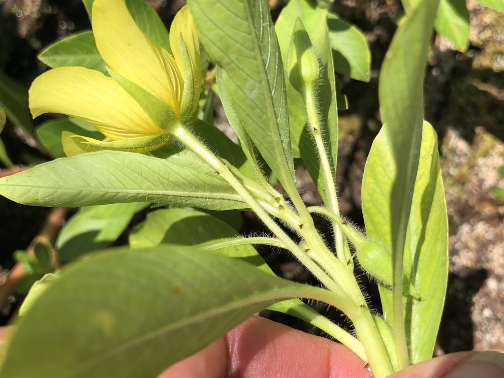 Back of flower, stems with hairs
