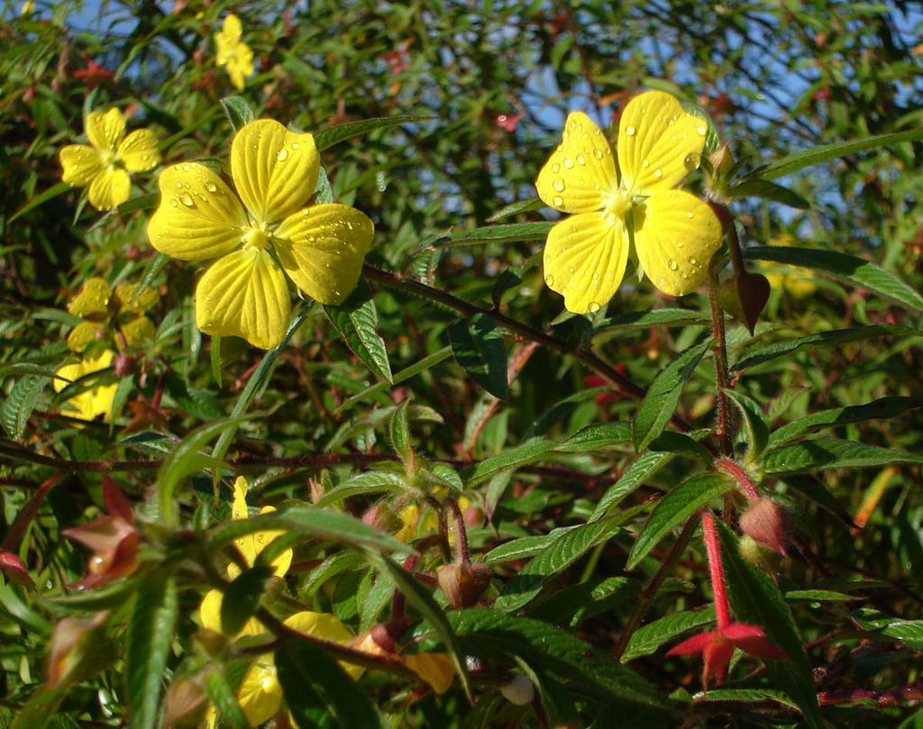 Flower of L. octovalvis