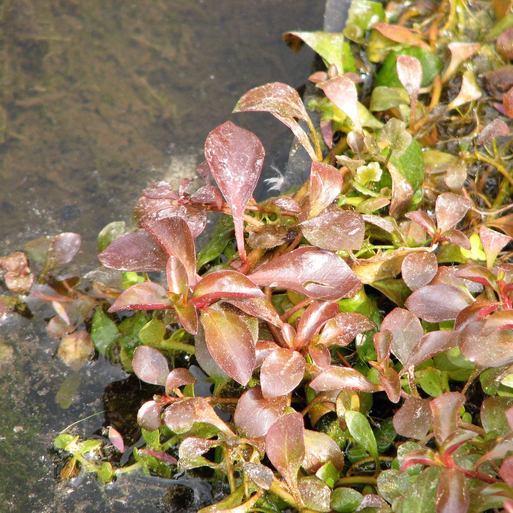 L. palustris on water