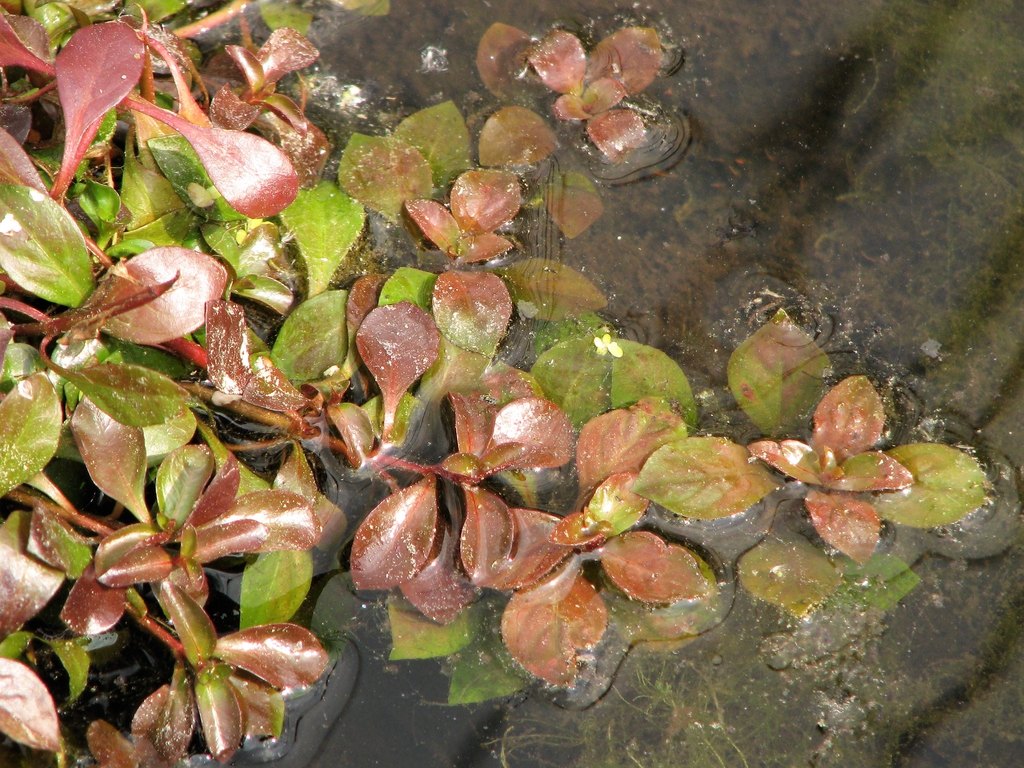 Ludwigia palustris leaves