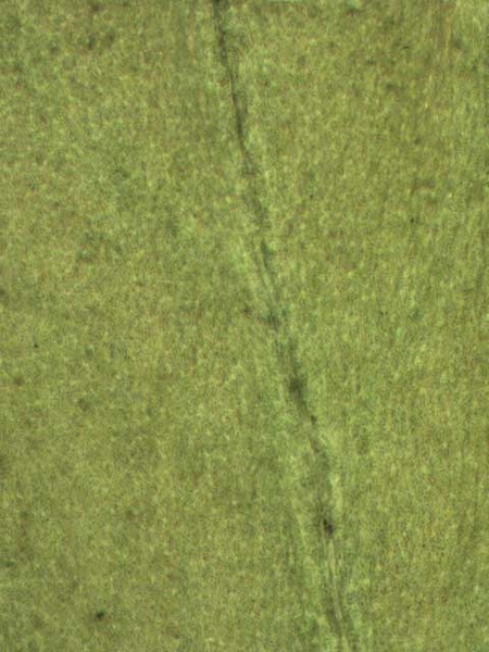 Ludwigia palustris