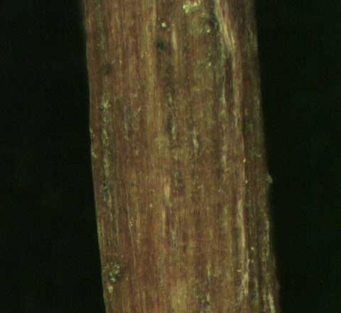 Ludwigia palustris