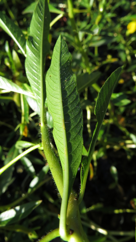 Leaf underside of L. peptides