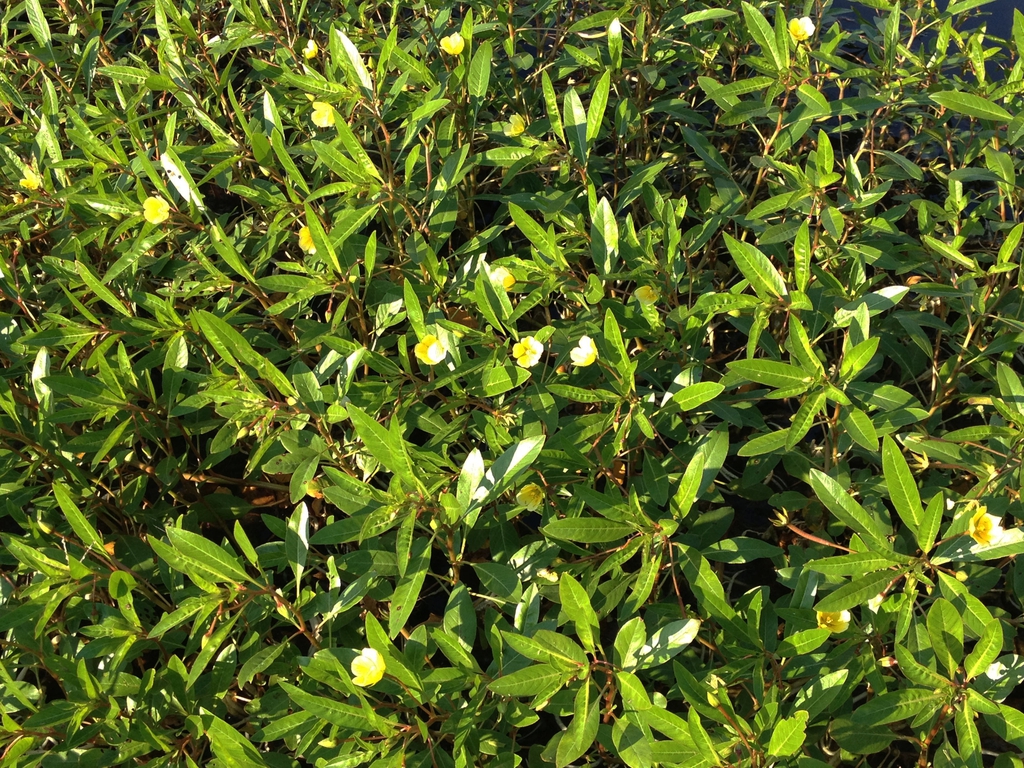 Ludwigia