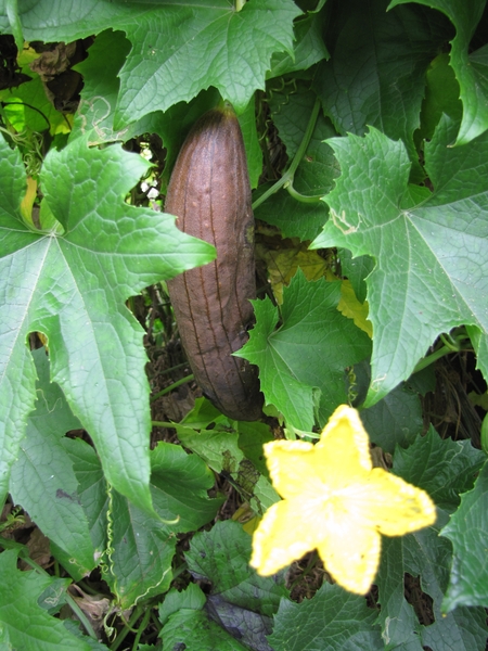 Luffa aegyptiaca