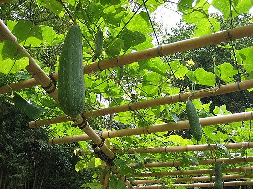 Luffa aegyptiaca
