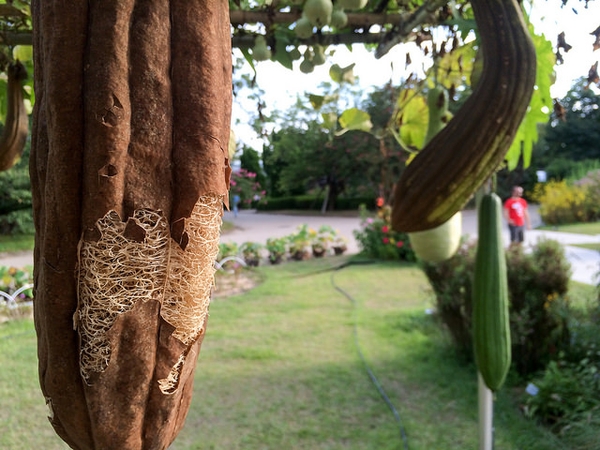 Luffa aegyptiaca