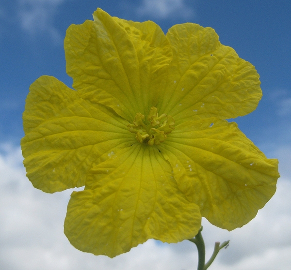 Luffa aegyptiaca