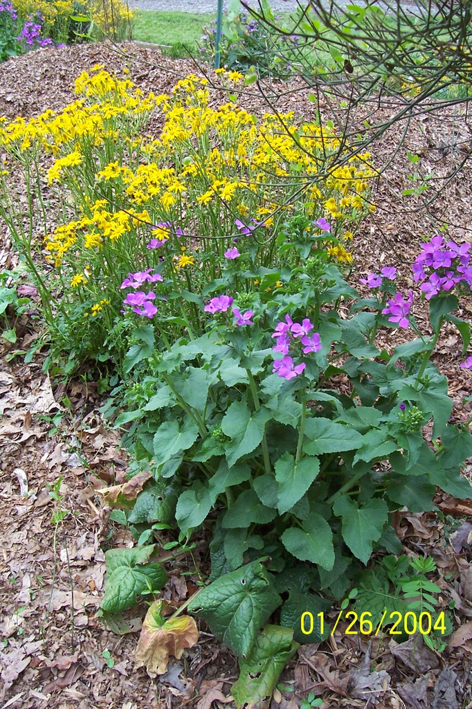 lavender blooms, spring, Iredell County, NC