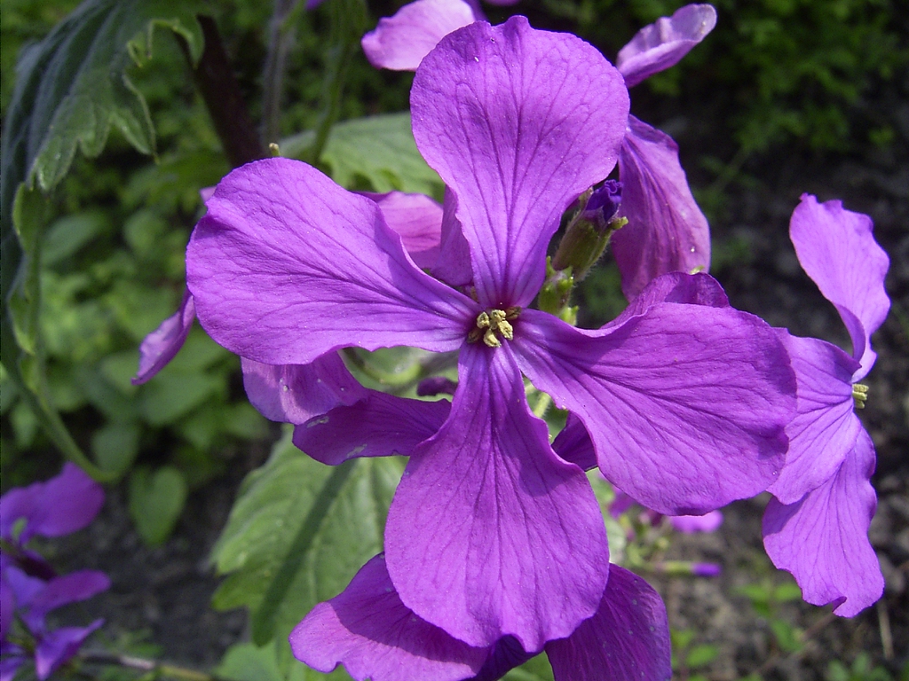 Flower close up