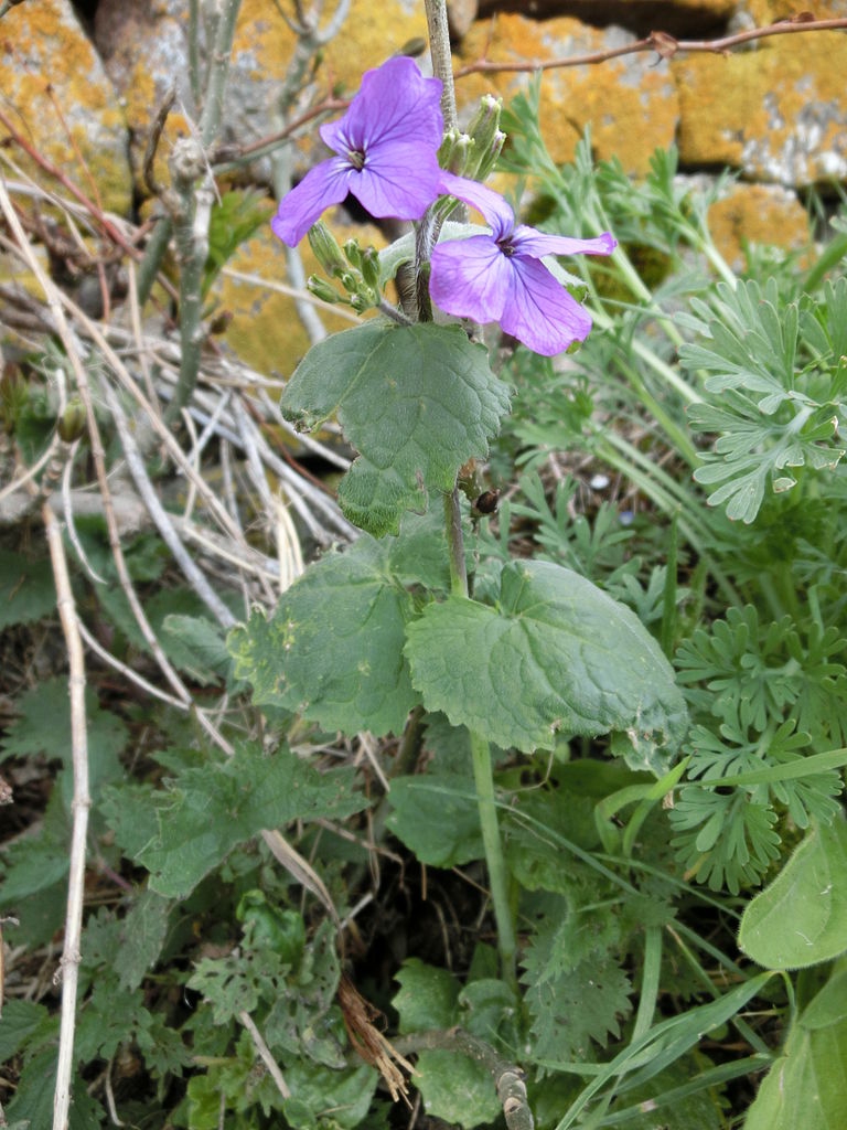 Flower and leaves