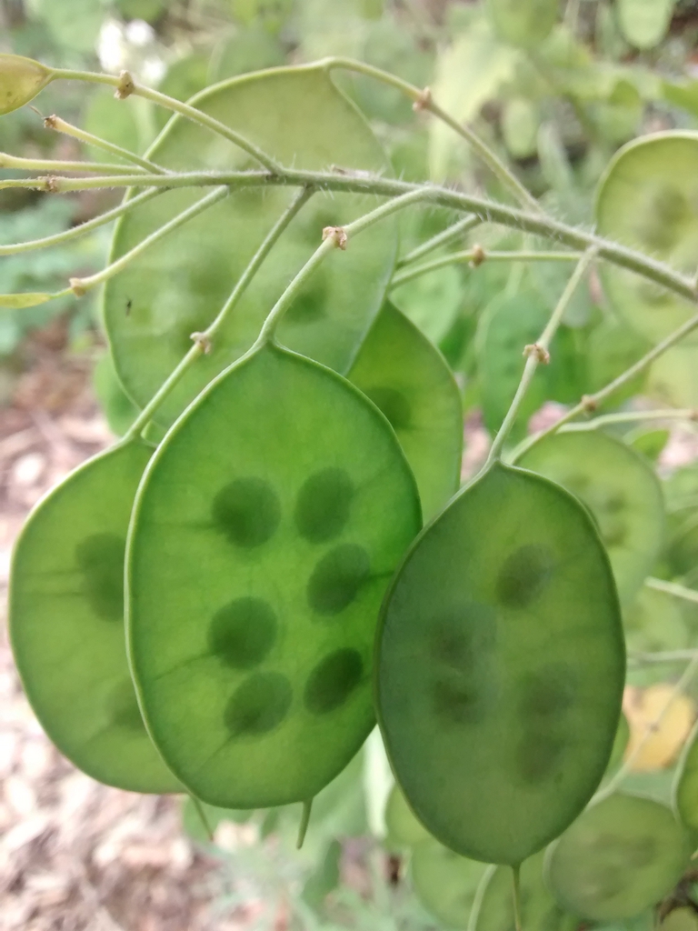 Immature seeds