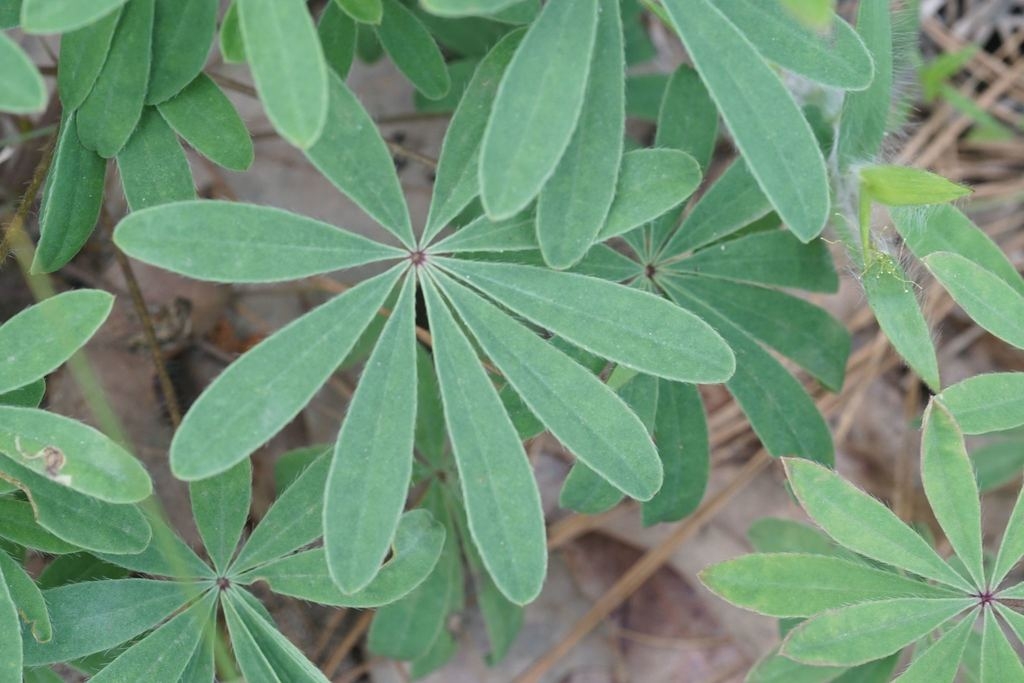 Compound leaf