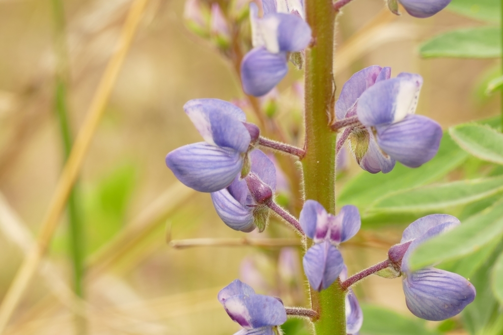 Flowers and stem