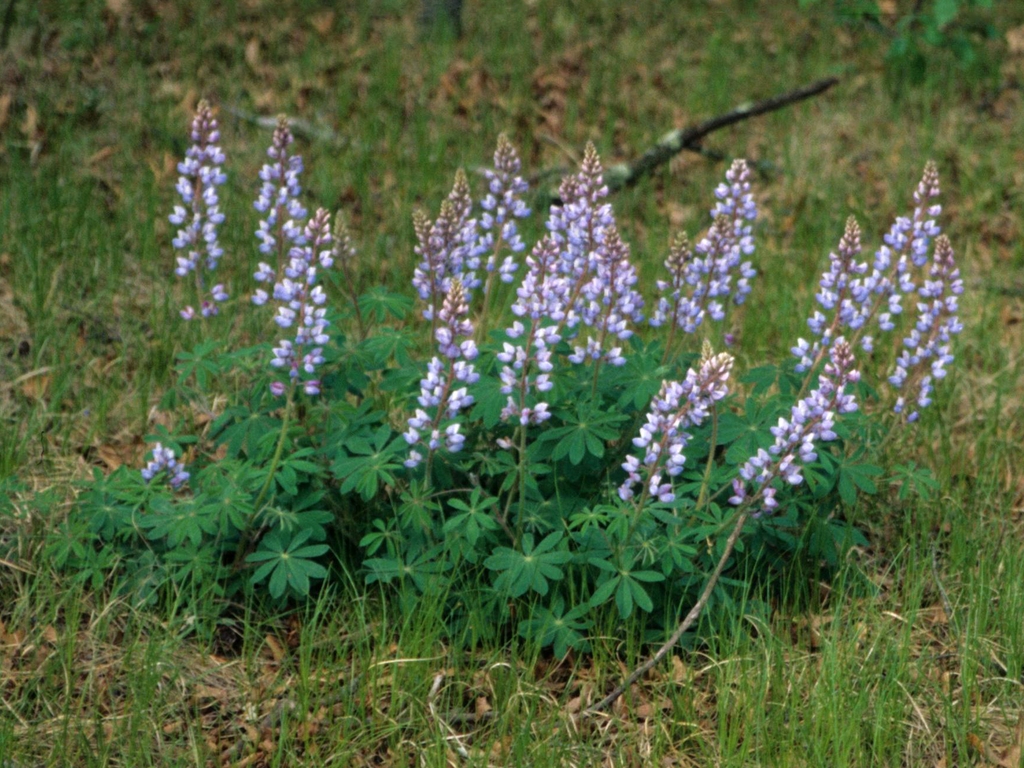 Form in bloom