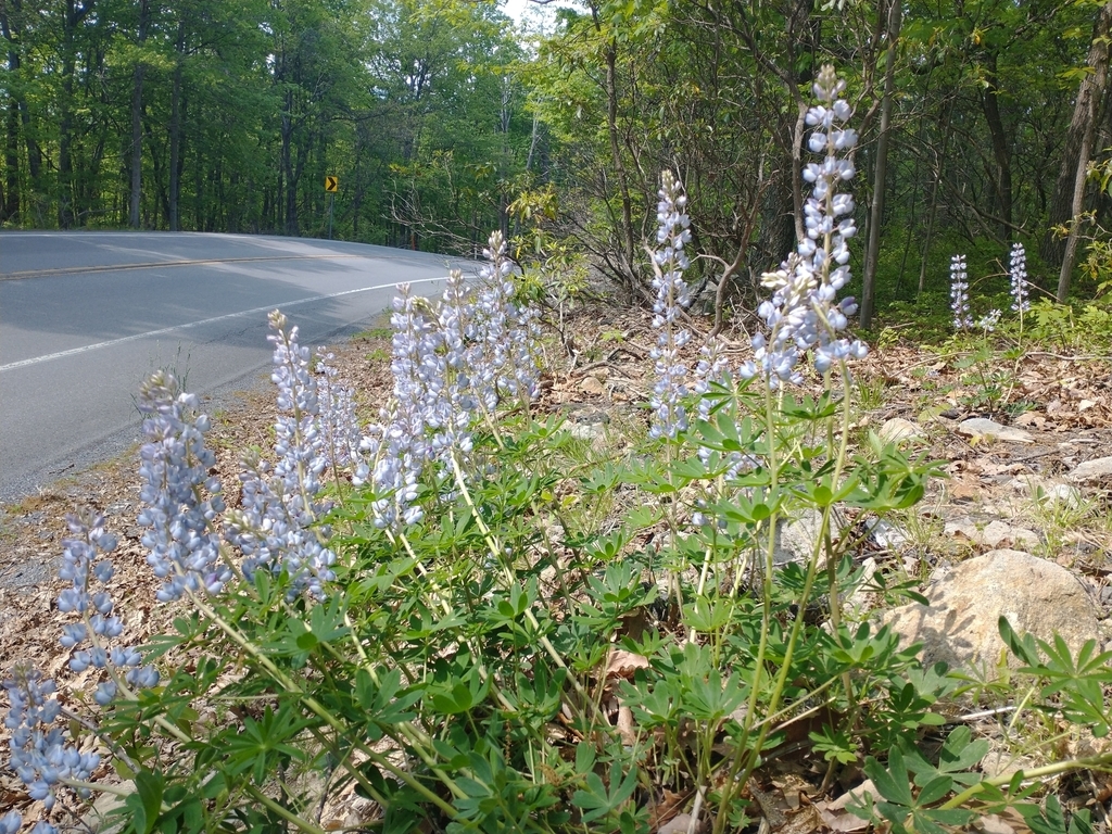 Growing along a road in PA