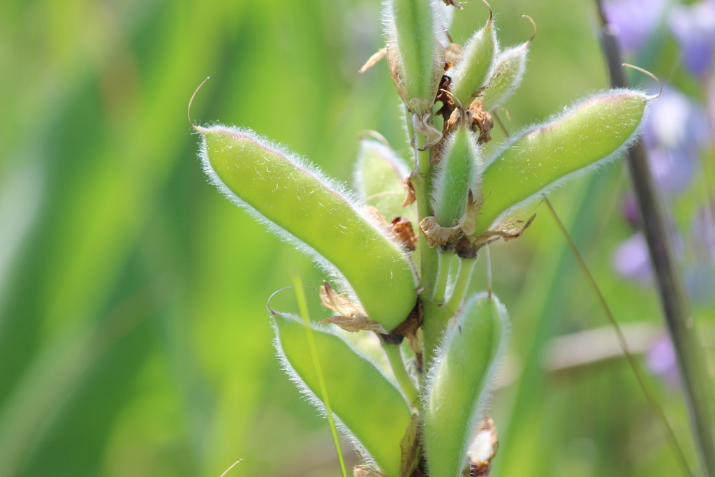 Immature legumes