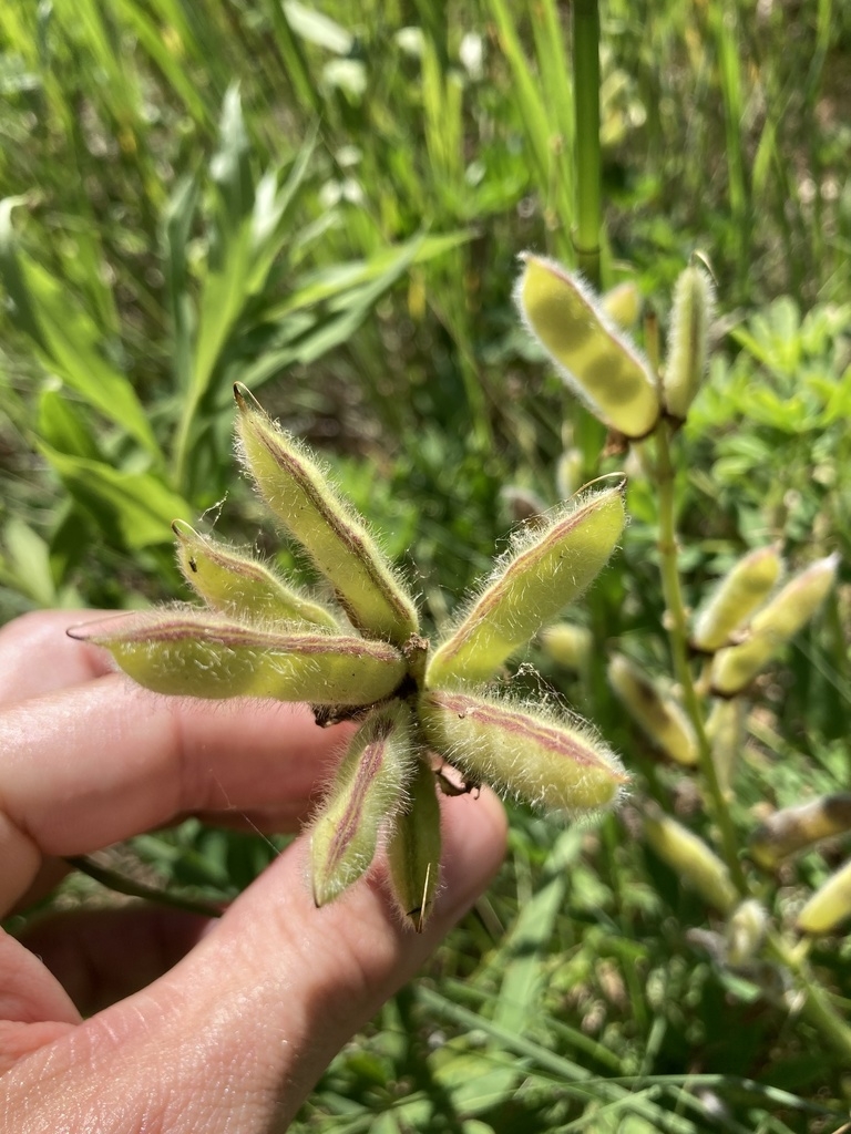 Maturing legumes