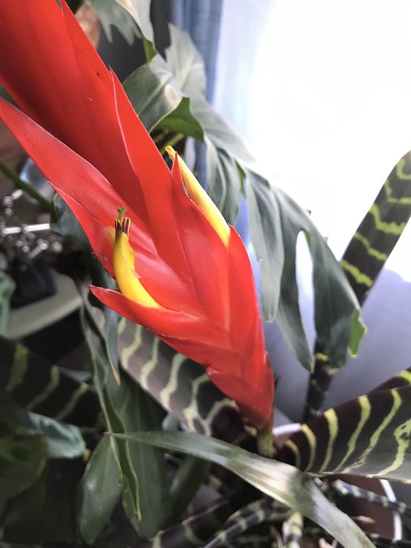 Yellow flower emerging from behind red bracts.