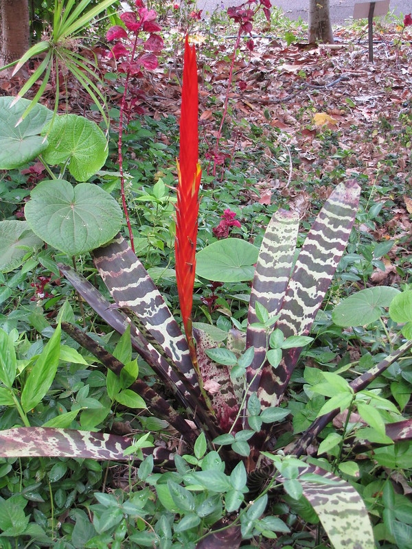 Rosette of banded leaves & erect red bacteate inflorescence.