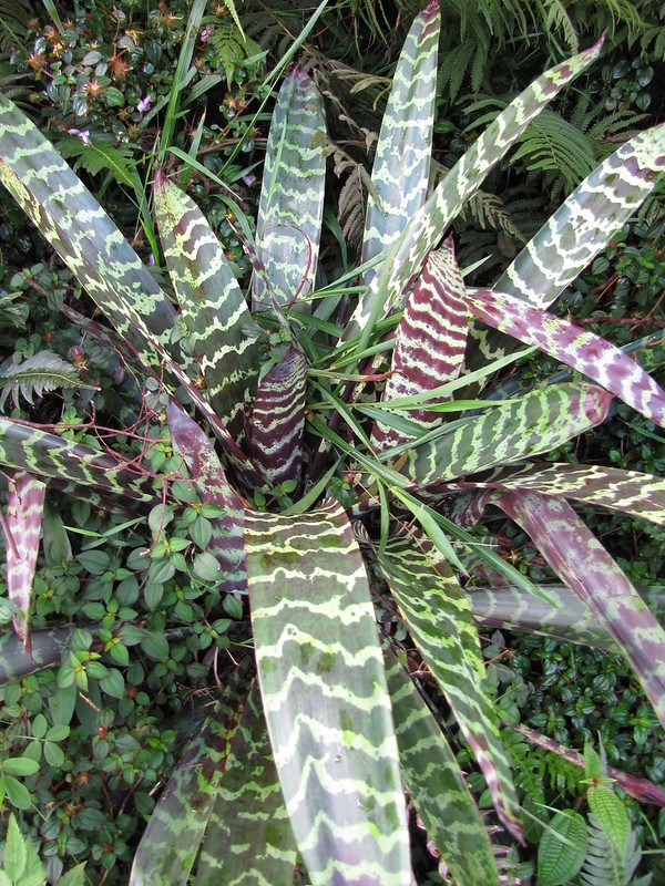 Rosette of banded leaves.