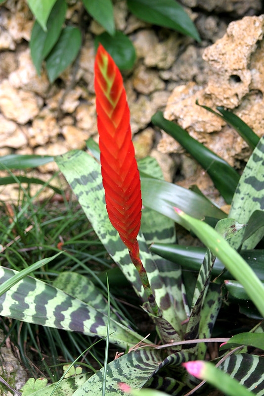 Rosette of banded leaves & erect red bacteate inflorescence.