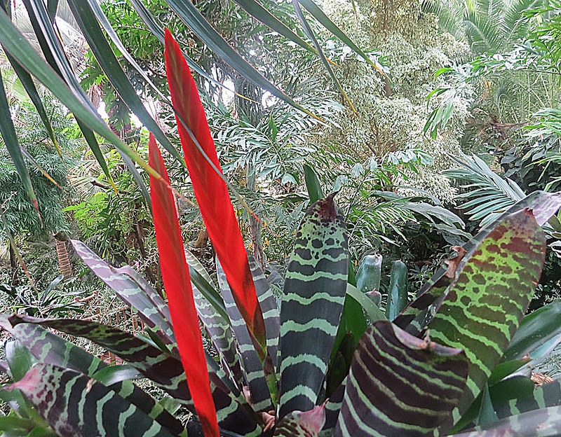 Rosette of banded leaves & erect red bacteate inflorescence.