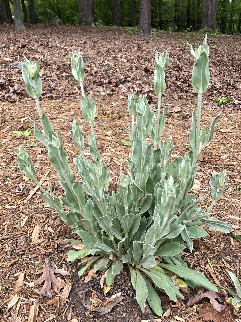 Silene coronaria