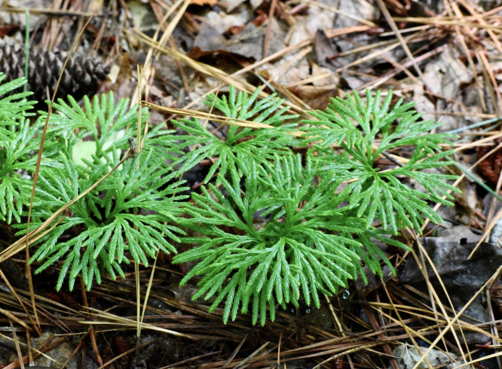 Form - July - Halifax Co., NC