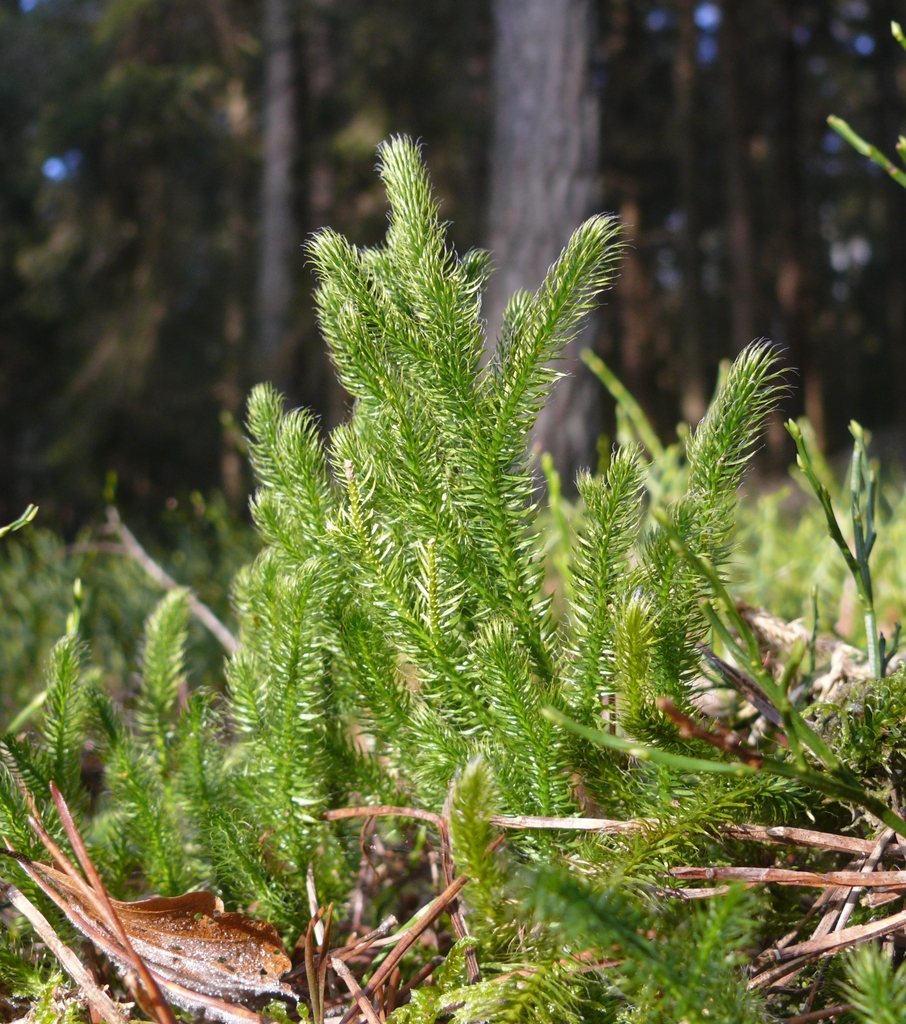 Form