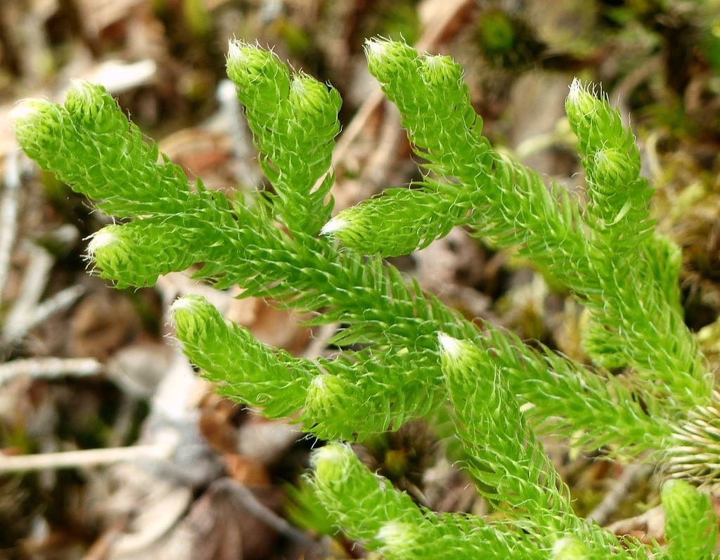 Stem and leaf detail