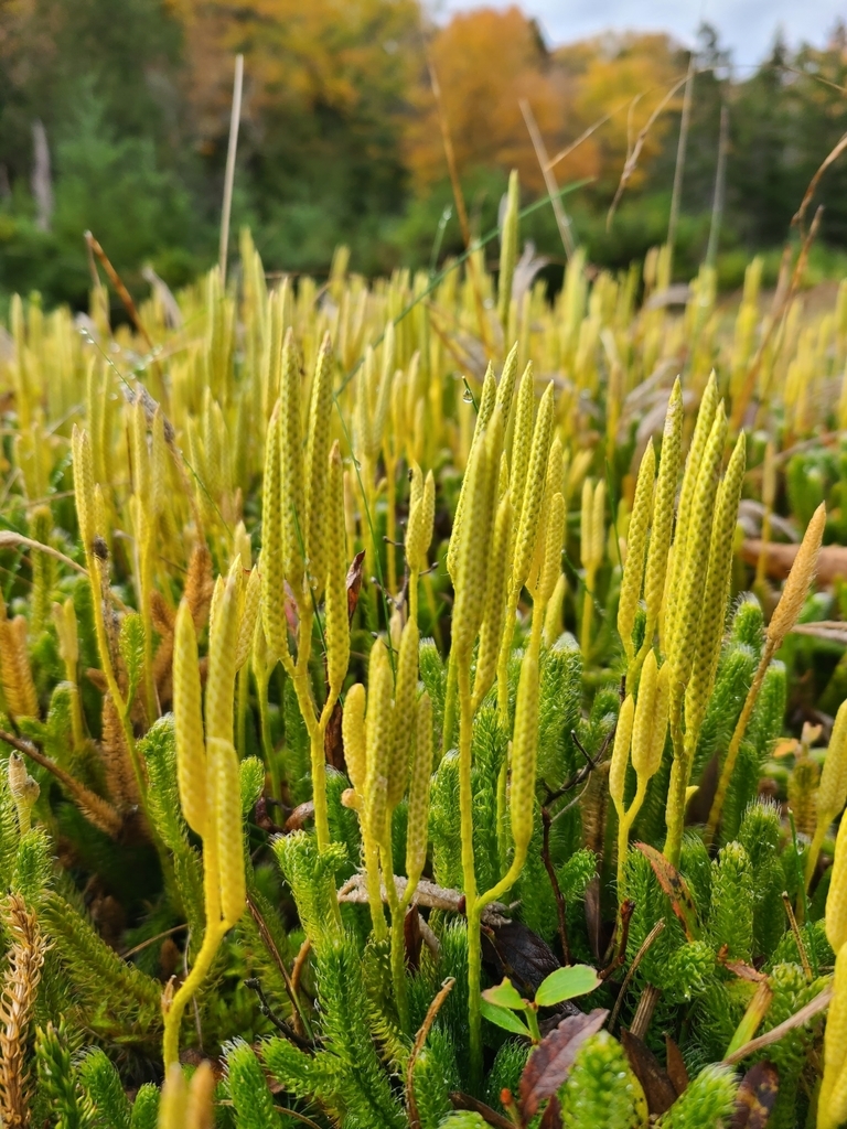 Spore cones