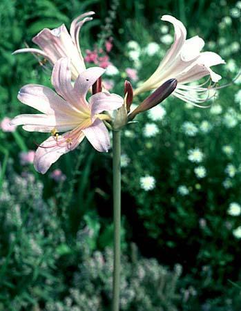 Lycoris squamigera
