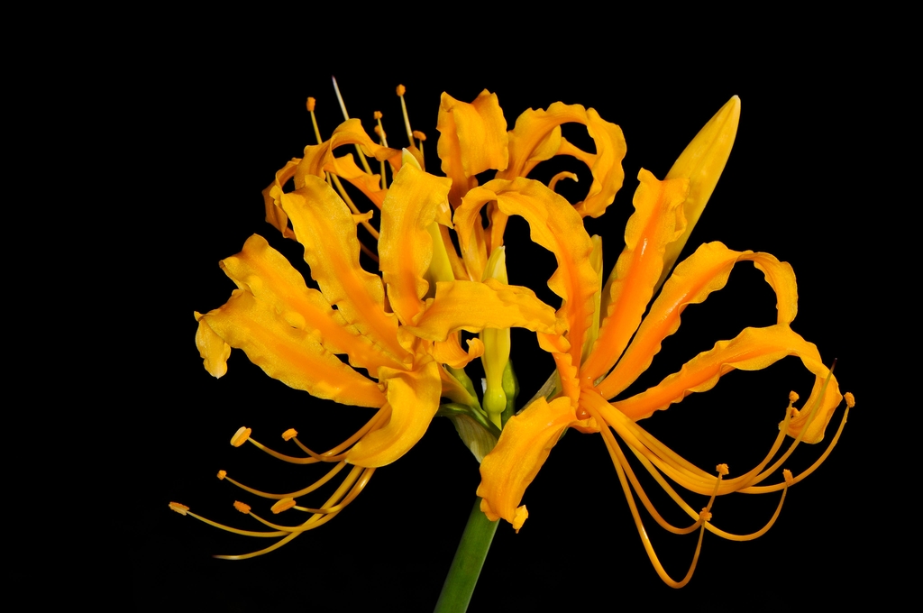 A cluster of yellow flowers