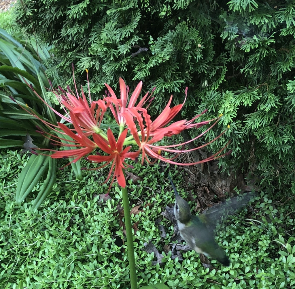 Lycoris radiata