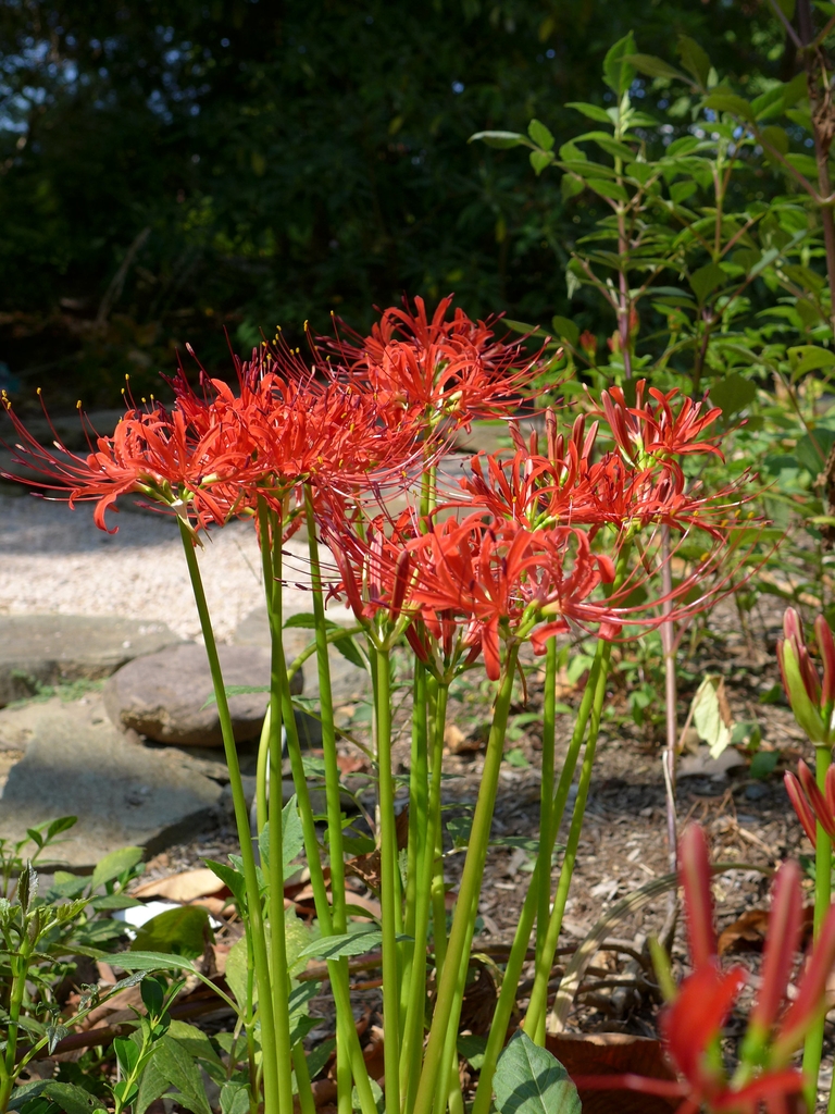 Red flowers