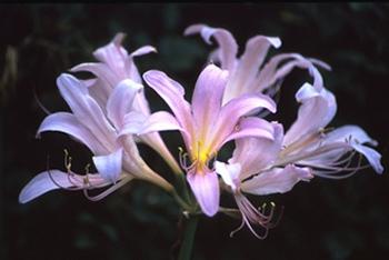 Lycoris squamigera