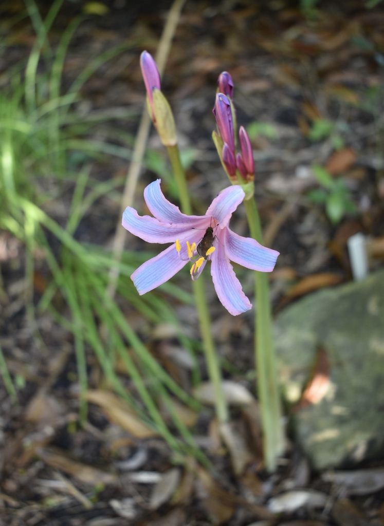 Form - Aug. - Wake Co., NC
