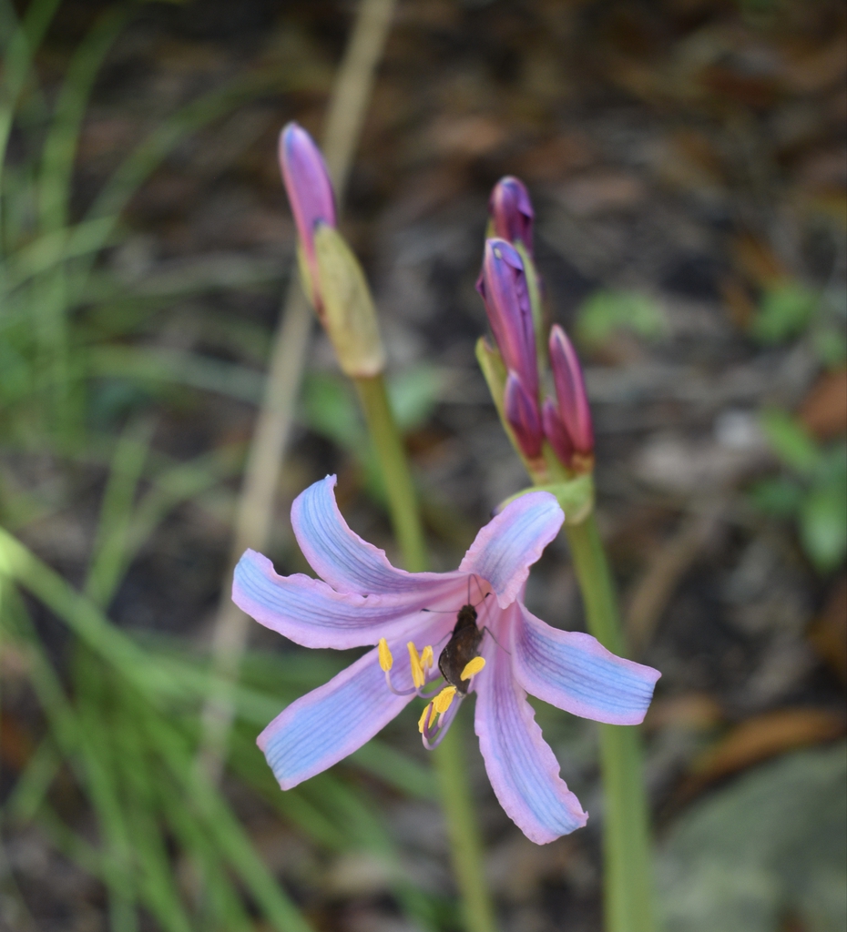 Flower & Buds - Aug. - Wake Co., NC