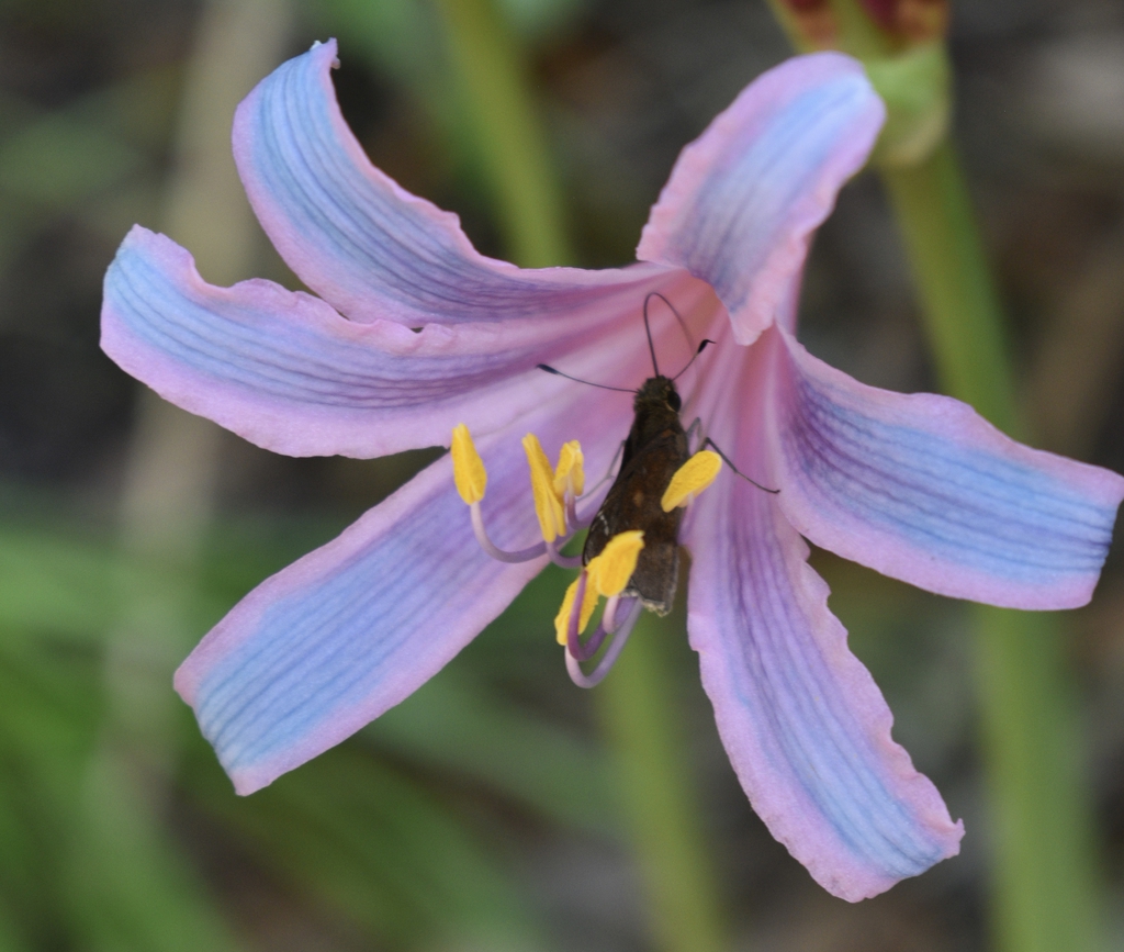 Flowers Closeup - Partial Sun/Shade - August - Wake Co., NC