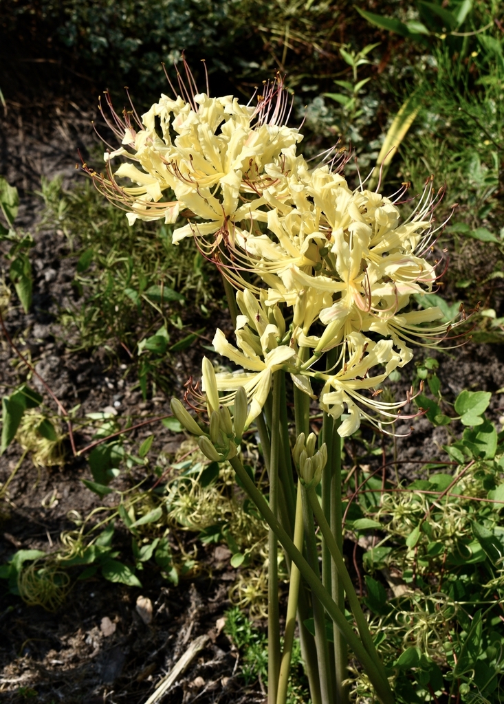 Photo of cluster of pale yellow flowers.